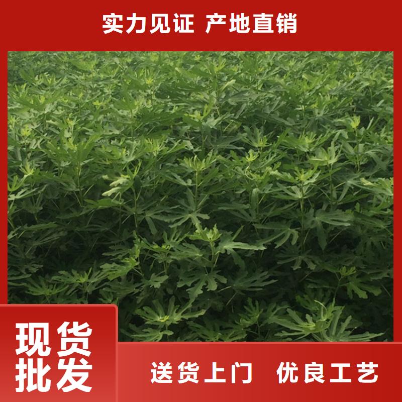 無花果櫻桃苗嚴格把關質量放心