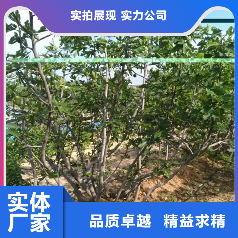 【無花果梨樹苗現貨批發】