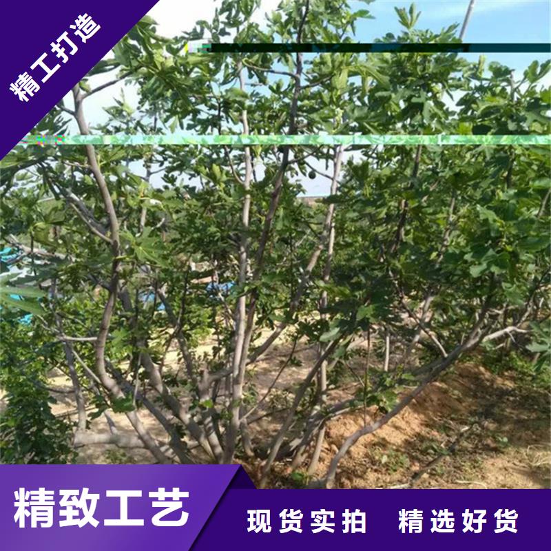 無花果-桃樹苗優(yōu)良工藝