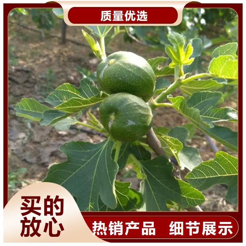 無花果草莓苗貨源報價