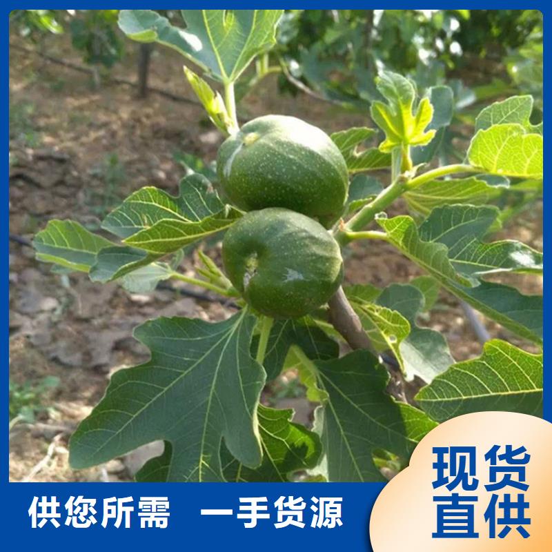 無花果_獼猴桃苗0中間商差價