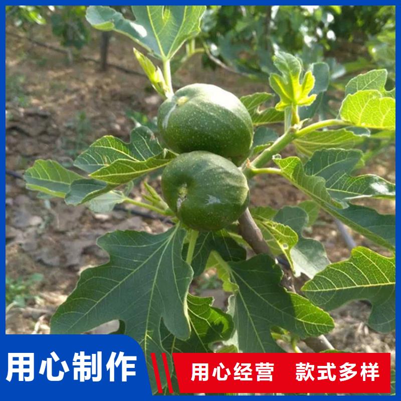 無花果西瓜苗廠家銷售