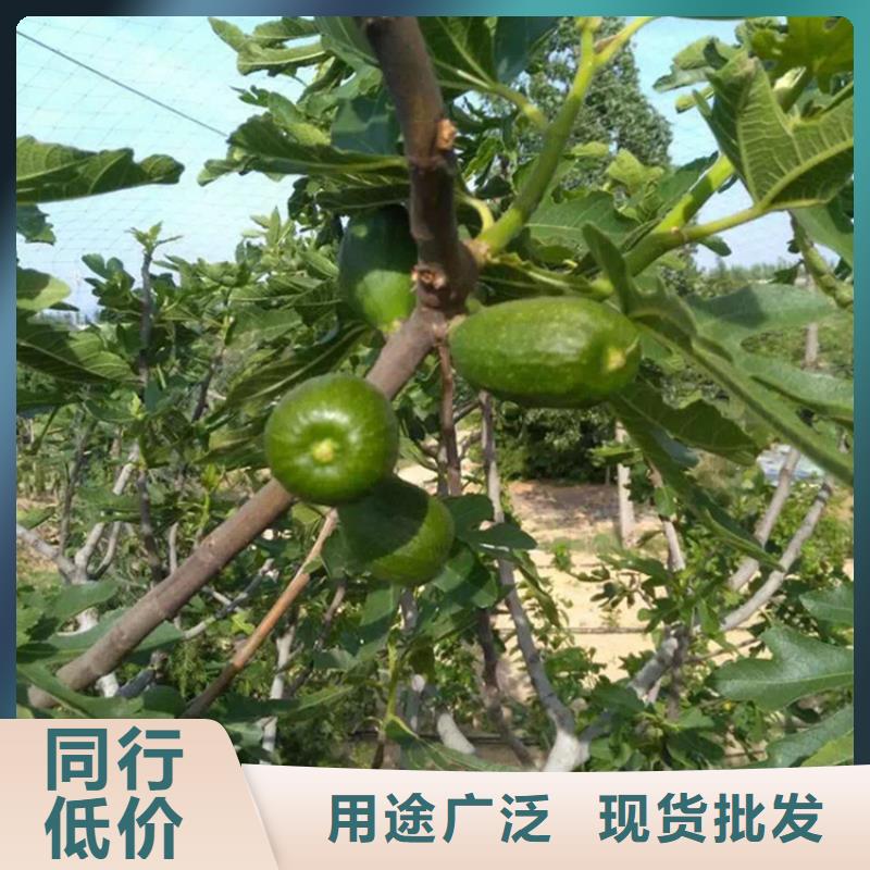 【無花果梨樹苗現貨批發】
