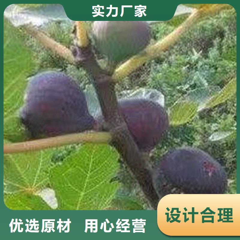 無花果西瓜苗廠家銷售