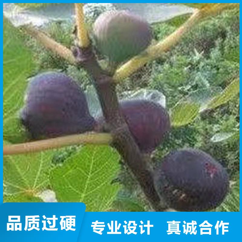 【无花果樱桃苗设计制造销售服务一体】