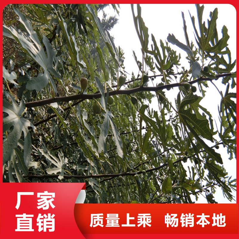 【無花果梨樹苗現貨批發】