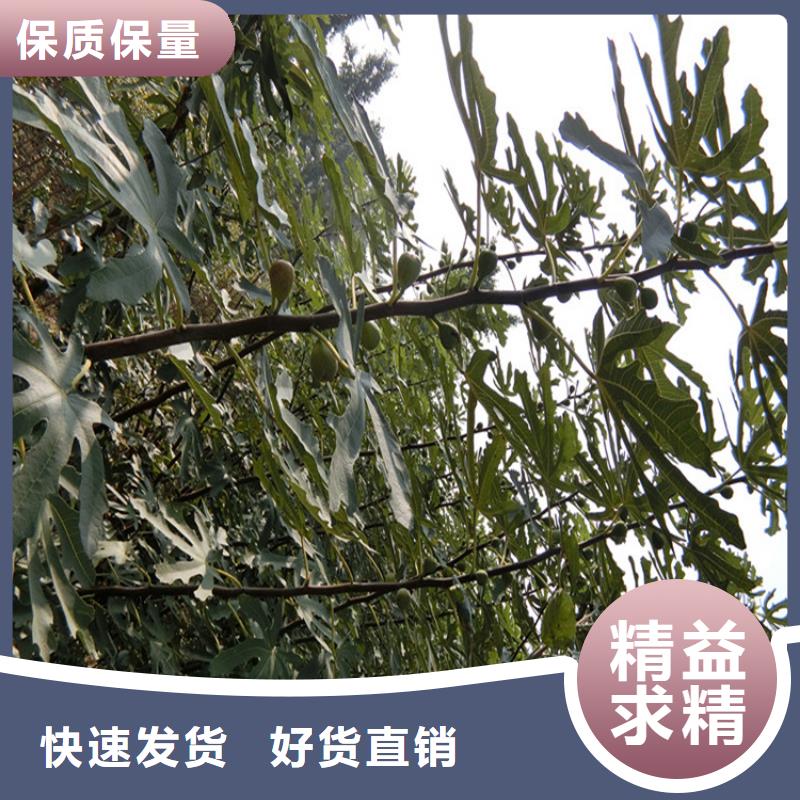 無花果,【蘋果苗】的簡單介紹
