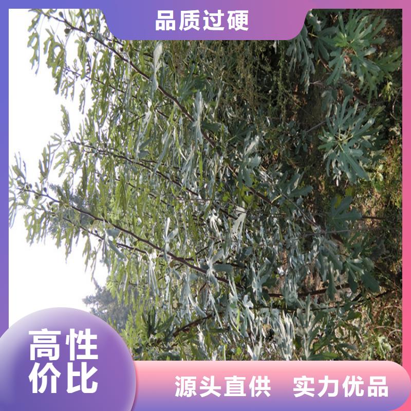无花果苹果苗商家