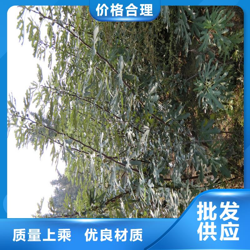 無花果西瓜苗廠家銷售