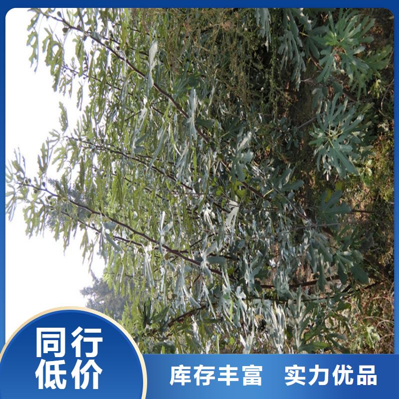 無花果-桃樹苗優(yōu)良工藝