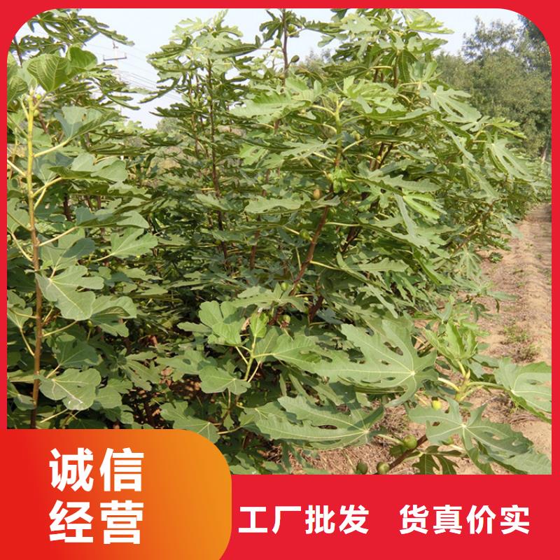無花果西瓜苗廠家銷售
