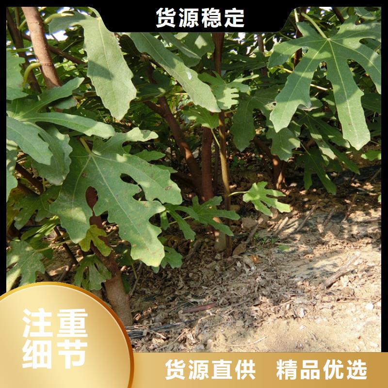 【無花果梨樹苗現貨批發】