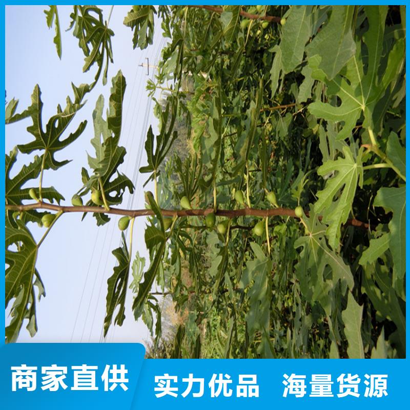 無花果【桃樹苗】廠家直銷規格多樣