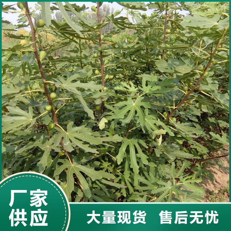 【無花果梨樹苗現貨批發】