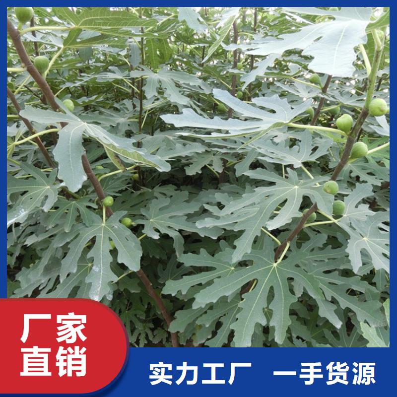 無花果西瓜苗廠家銷售