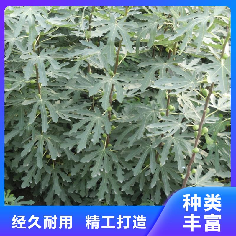 無花果西瓜苗廠家銷售