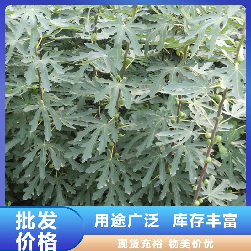 【無花果,櫻桃苗可接急單】