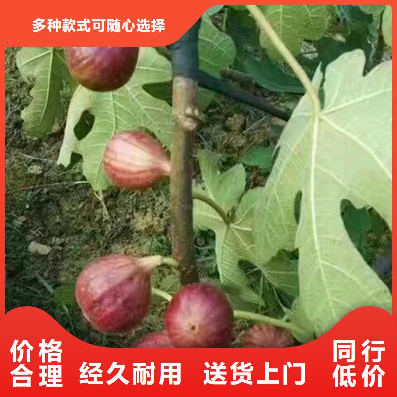 【無花果梨樹苗現貨批發】