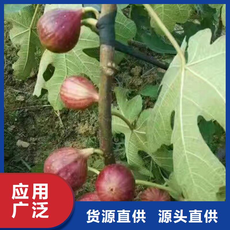 無花果-桃樹苗優(yōu)良工藝