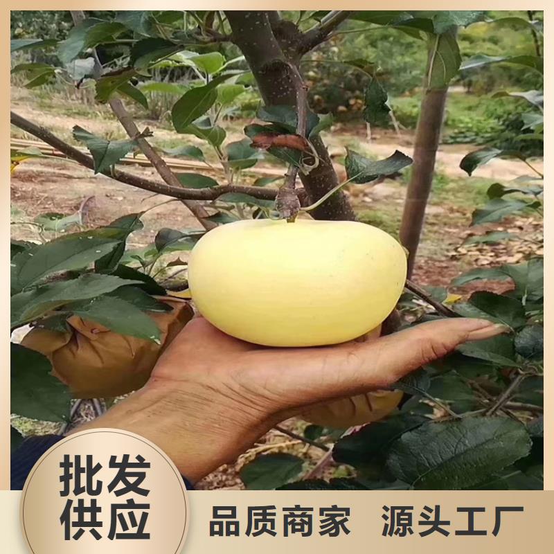 【蘋果蘋果苗一站式采購商家】