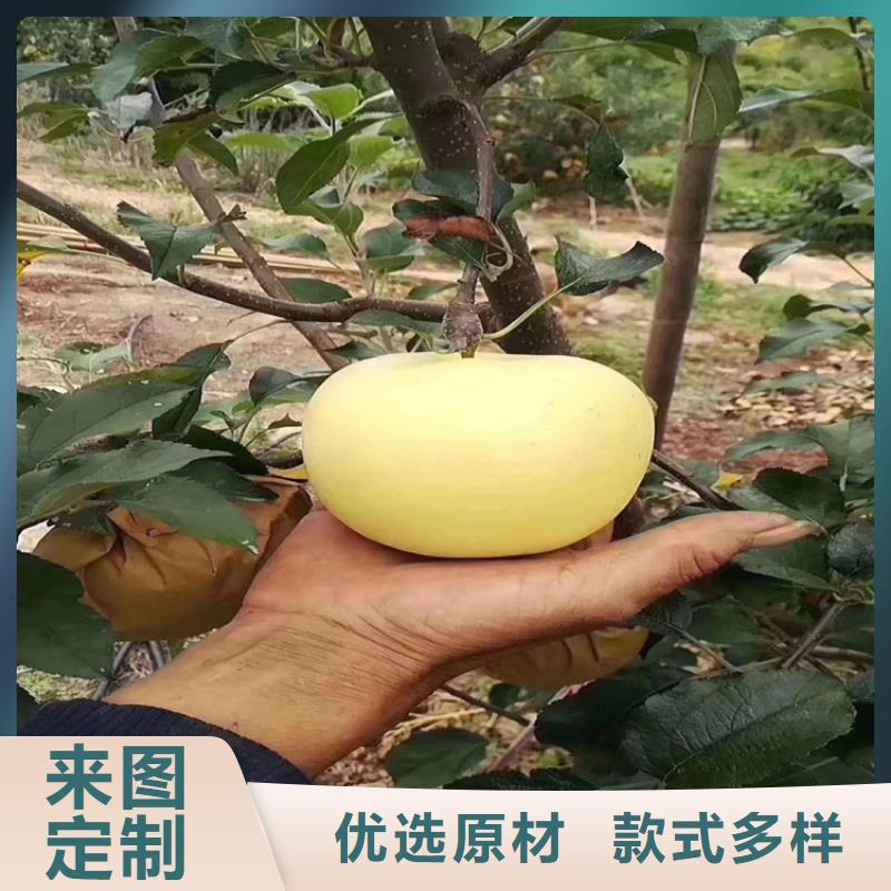 石榴树视频-鄱阳|广丰|吉安|景德镇|赣州|宜春|抚州轩园石榴树_ 轩园园艺场(上饶市分公司)