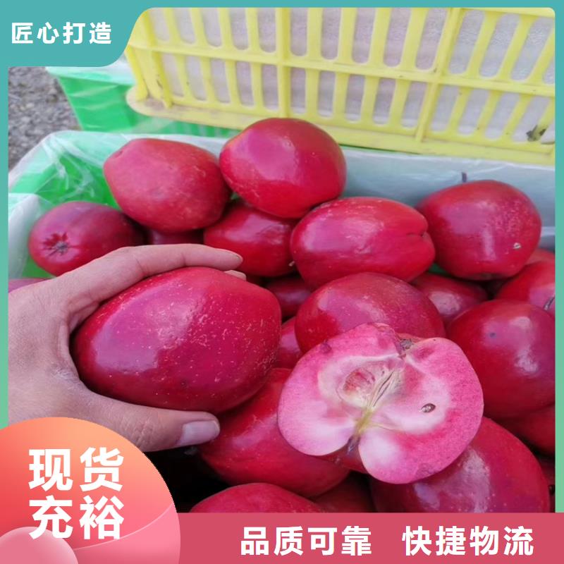 蘋果,3公分軟籽石榴苗種類豐富