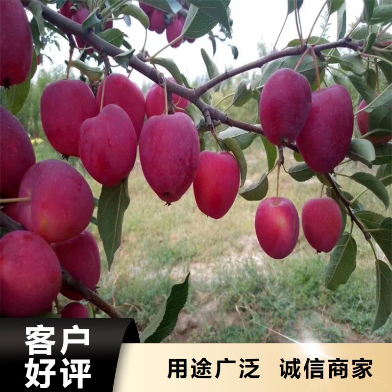 蘋果,3公分軟籽石榴苗種類豐富