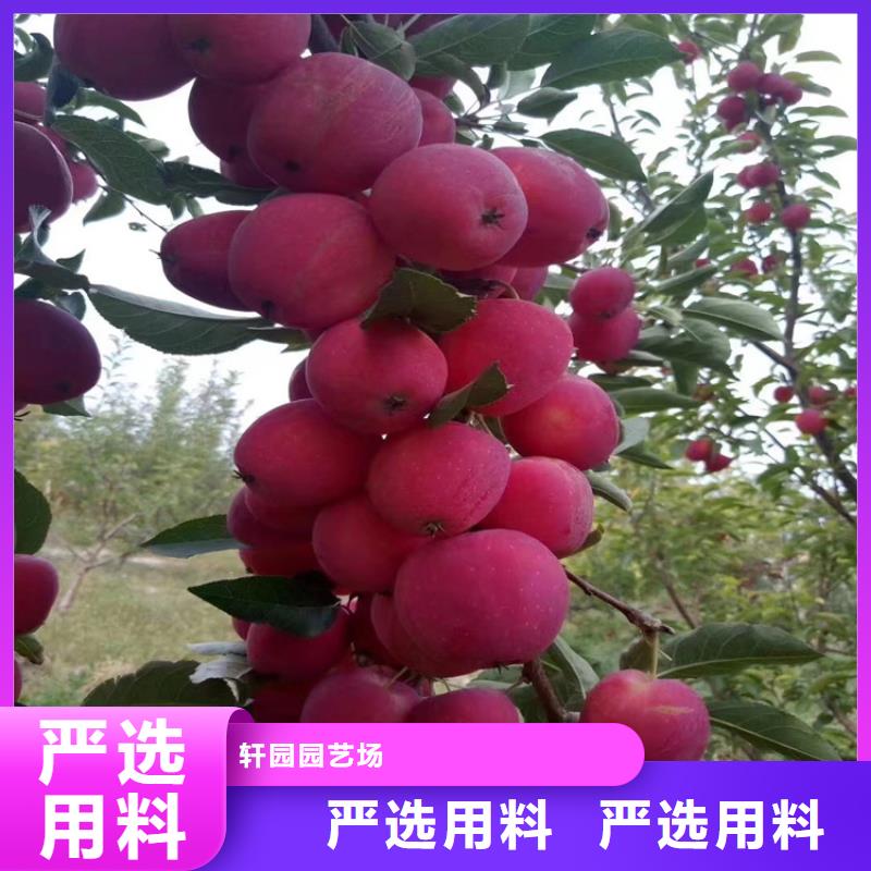 石榴树视频-陆丰|海丰|江门|阳江|茂名|惠州石榴树大品牌值得信赖-轩园园艺场(汕尾市分公司)