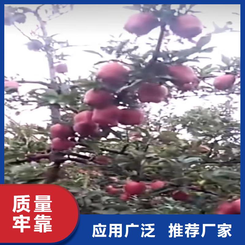 石榴树视频-石榴树_江西省上饶市市场覆盖婺源|广丰|吉安|九江|景德镇|萍乡|宜春|抚州等