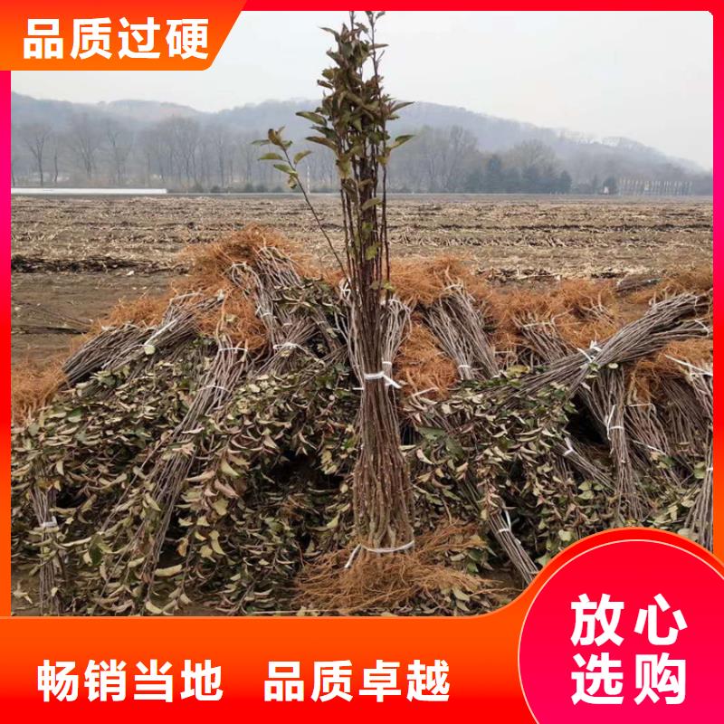 石榴树视频-陆丰|海丰|江门|阳江|茂名|惠州石榴树大品牌值得信赖-轩园园艺场(汕尾市分公司)