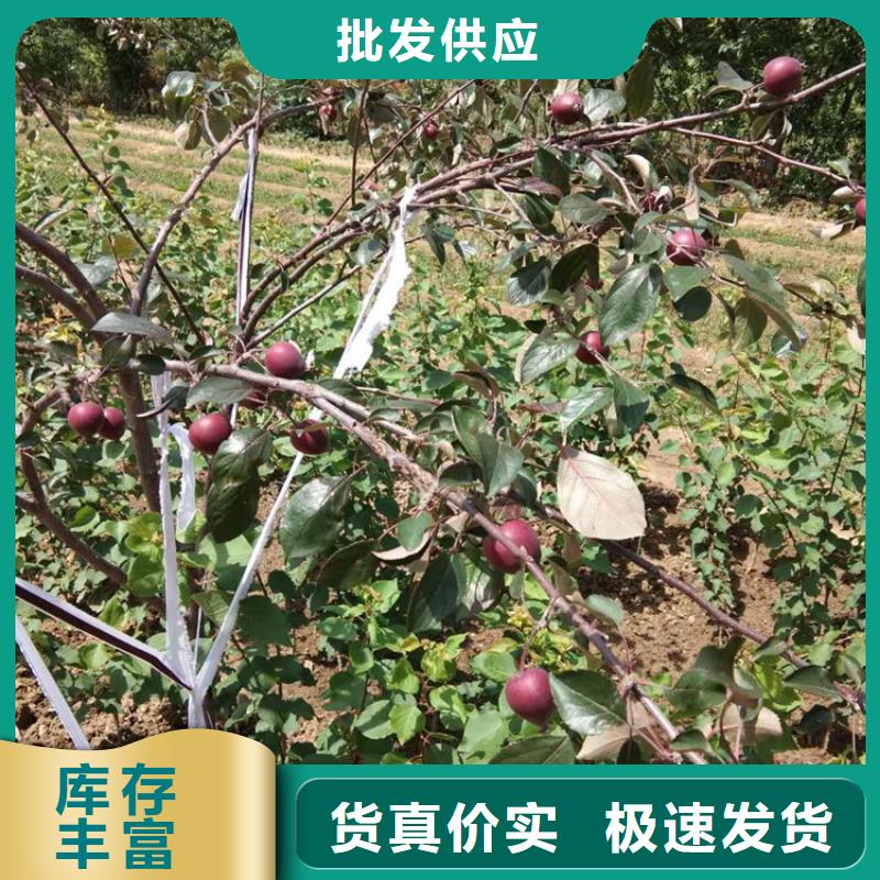 石榴树视频-石榴树_江西省上饶市市场覆盖婺源|广丰|吉安|九江|景德镇|萍乡|宜春|抚州等