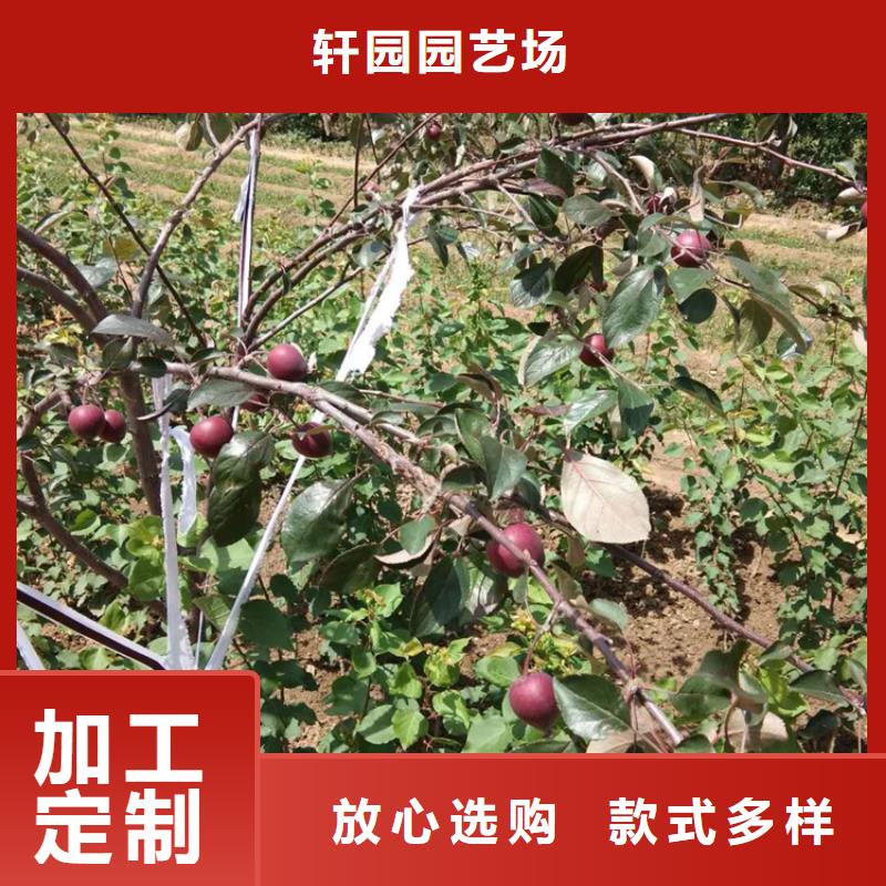 苹果,葡萄苗拥有核心技术优势