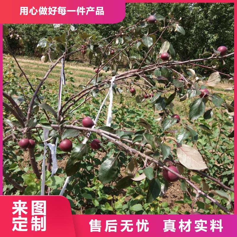 蘋果桃樹苗買的放心安興用的舒心