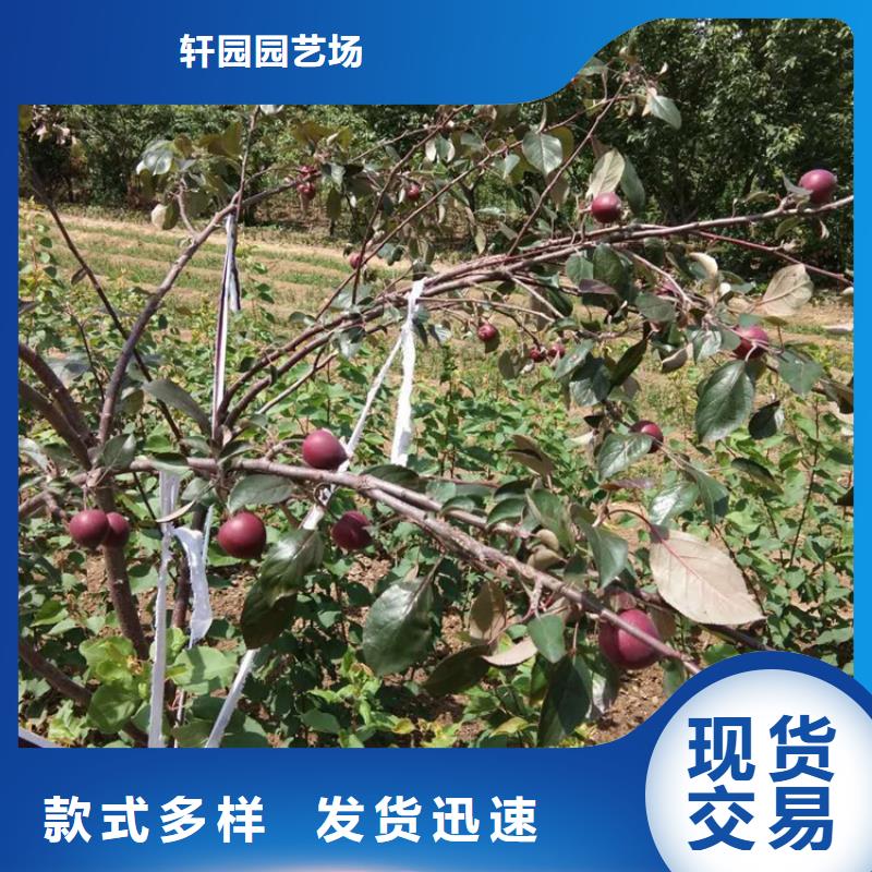 蘋果_蘋果苗用途廣泛