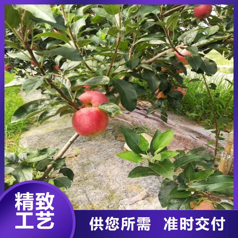 蘋果桃樹苗買的放心安興用的舒心