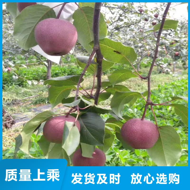 石榴树视频-鄱阳|广丰|吉安|景德镇|赣州|宜春|抚州轩园石榴树_ 轩园园艺场(上饶市分公司)