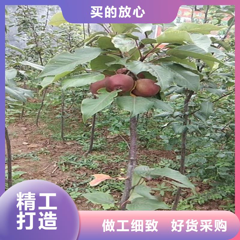 蘋果,3公分軟籽石榴苗種類豐富