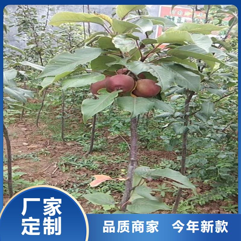 石榴树视频-陆丰|海丰|江门|阳江|茂名|惠州石榴树大品牌值得信赖-轩园园艺场(汕尾市分公司)
