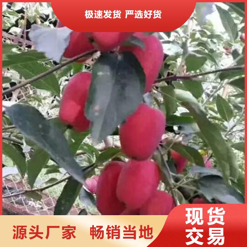 蘋果_石榴苗貼心服務(wù)
