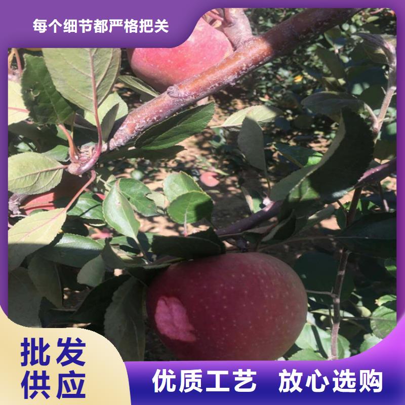 石榴树视频-陆丰|海丰|江门|阳江|茂名|惠州石榴树大品牌值得信赖-轩园园艺场(汕尾市分公司)