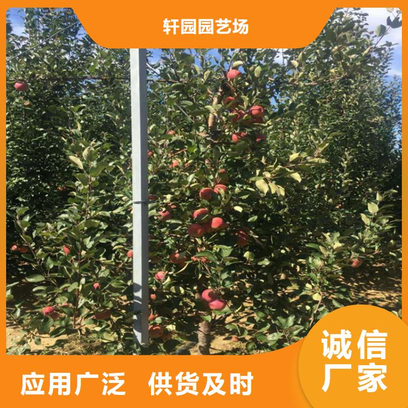 石榴树视频-石榴树_江西省上饶市市场覆盖婺源|广丰|吉安|九江|景德镇|萍乡|宜春|抚州等