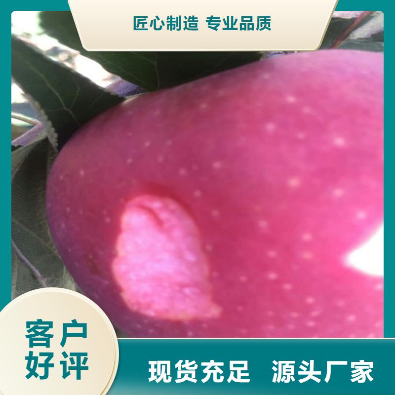 石榴树视频-石榴树_江西省上饶市市场覆盖婺源|广丰|吉安|九江|景德镇|萍乡|宜春|抚州等