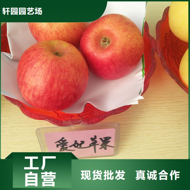 蘋果李子苗實拍品質保障