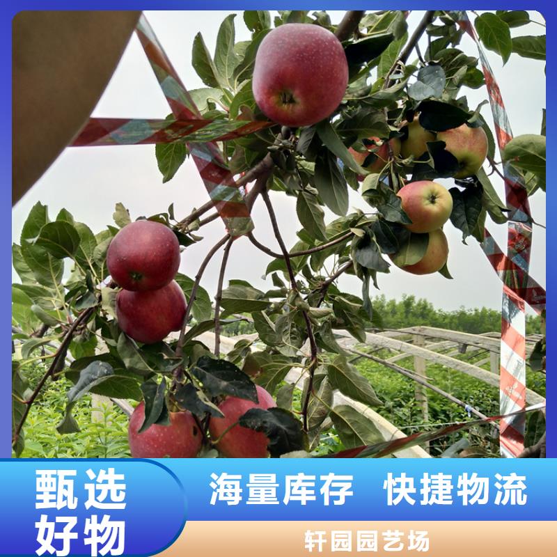 石榴树视频-鄱阳|广丰|吉安|景德镇|赣州|宜春|抚州轩园石榴树_ 轩园园艺场(上饶市分公司)
