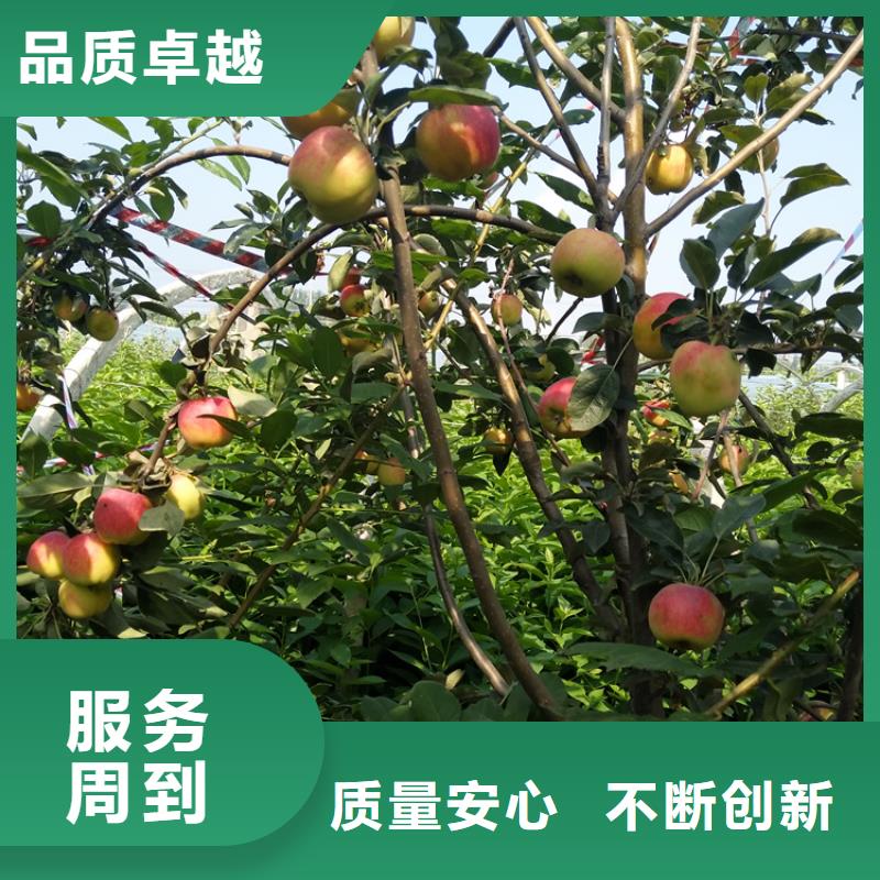 蘋果,3公分軟籽石榴苗種類豐富