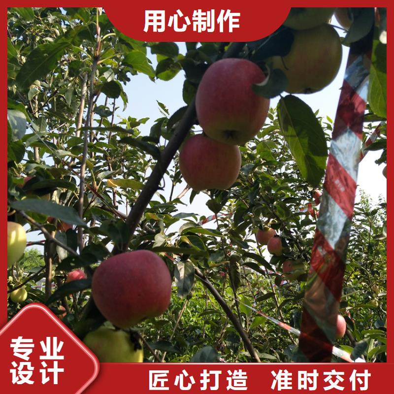 蘋果_蘋果苗用途廣泛