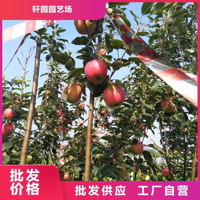 石榴树视频-陆丰|海丰|江门|阳江|茂名|惠州石榴树大品牌值得信赖-轩园园艺场(汕尾市分公司)