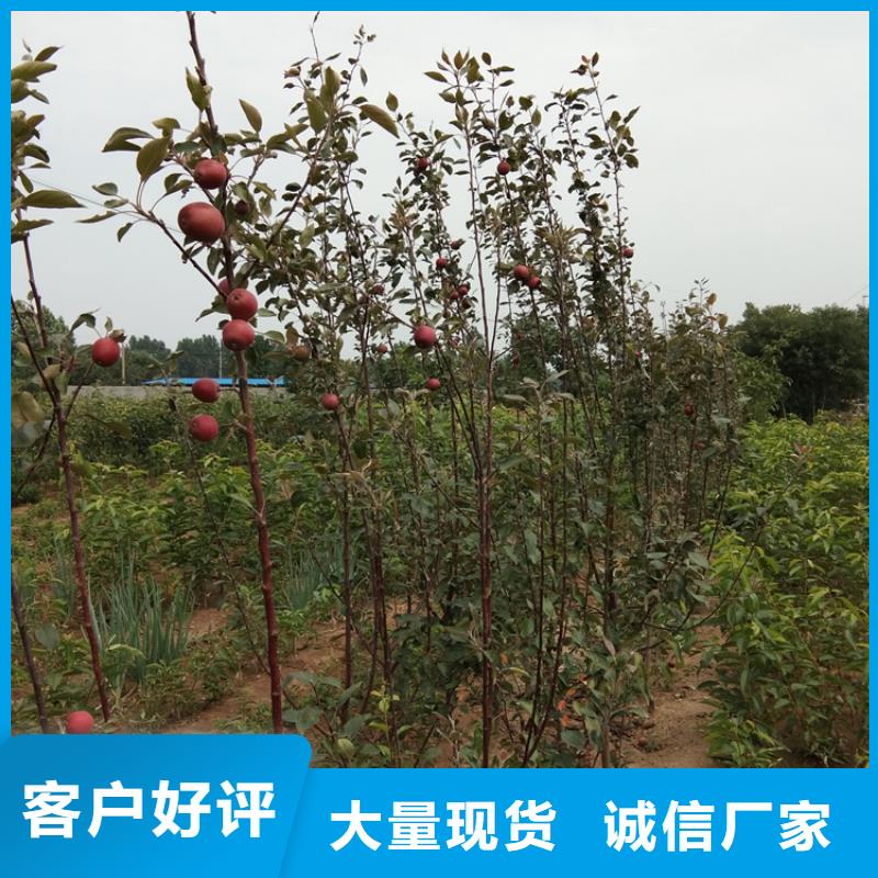 蘋果蘋果苗專業(yè)生產(chǎn)團(tuán)隊(duì)