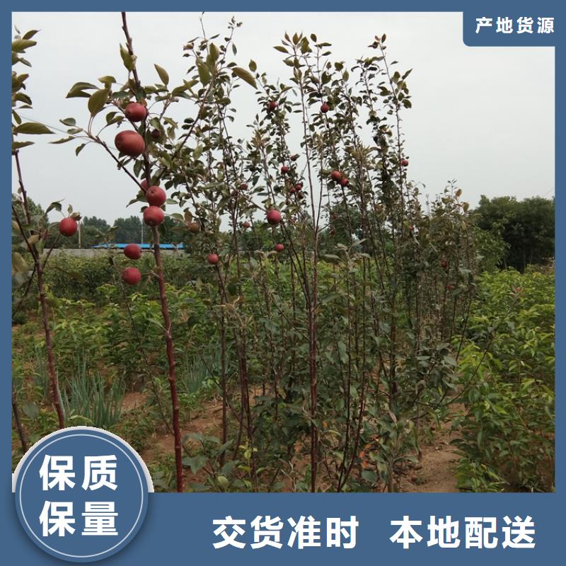石榴树视频-石榴树_江西省上饶市市场覆盖婺源|广丰|吉安|九江|景德镇|萍乡|宜春|抚州等