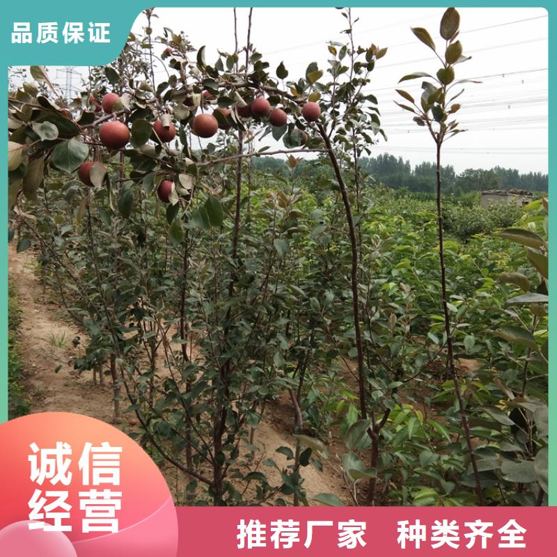蘋果桃樹苗買的放心安興用的舒心